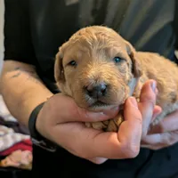 Blondie, a male Goldendoodle and Poodle - Miniature  for sale in Monroe, GA – Photo 2 of 2