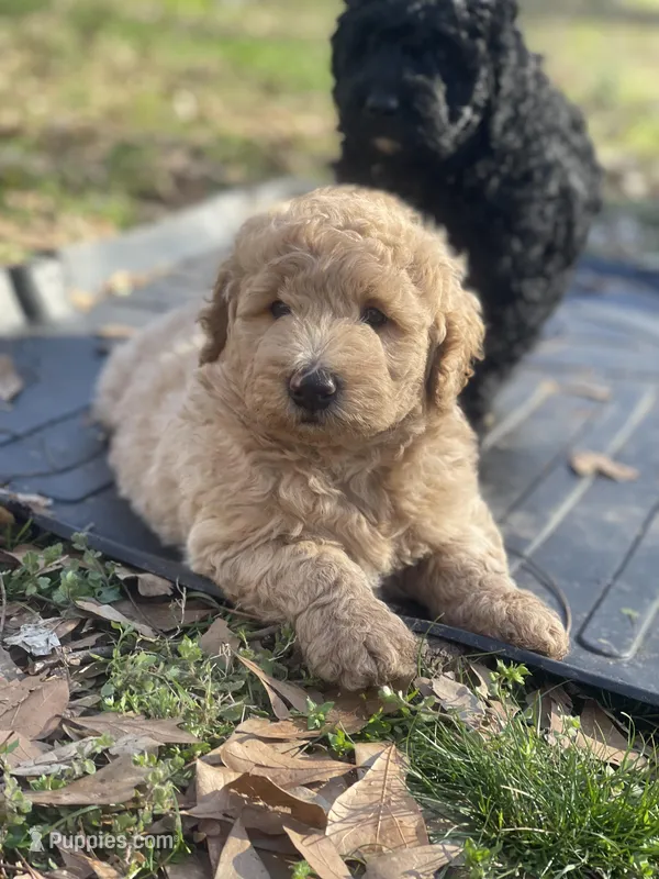 Blondie – Goldendoodle, Poodle - Miniature  puppy for sale in Monroe, GA