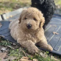 Blondie, a male Goldendoodle and Poodle - Miniature  for sale in Monroe, GA – Photo 1 of 2