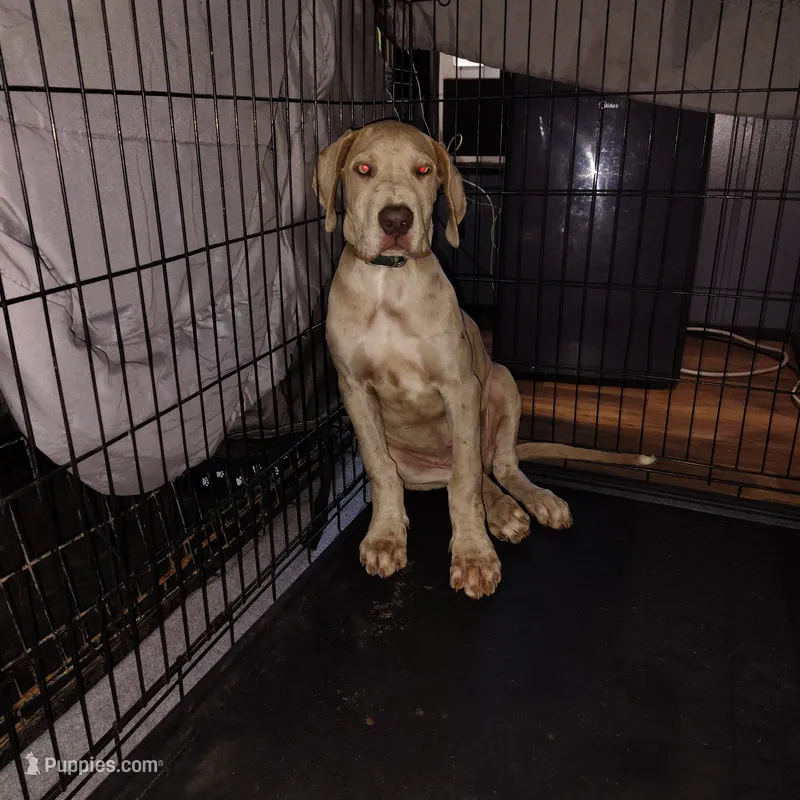 Athena  – Great Dane puppy for sale in Tazewell, VA