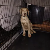Athena , a female Great Dane for sale in Tazewell, VA – 1 of 1