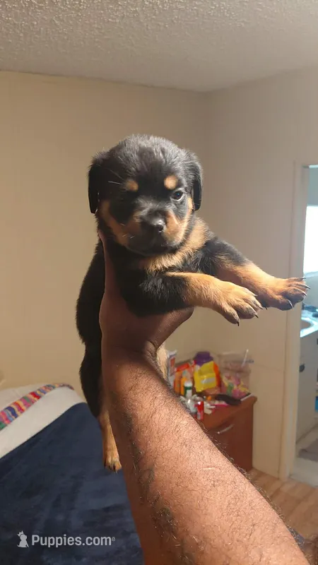 Full blooded Rottweilers – Rottweiler puppy for sale in Chicago, IL