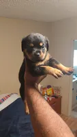 Full blooded Rottweilers, a female Rottweiler for sale in Chicago, IL – 1 of 1