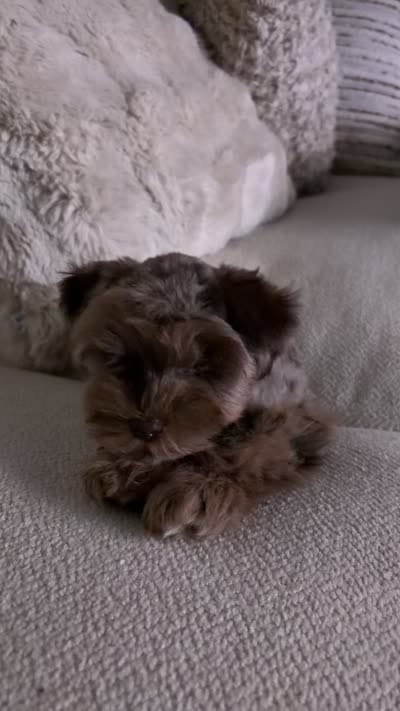 Winston , a male Miniature Schnauzer for sale in Garland, TX – 5 of 5