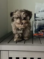 Winston , a male Miniature Schnauzer for sale in Garland, TX – 3 of 5