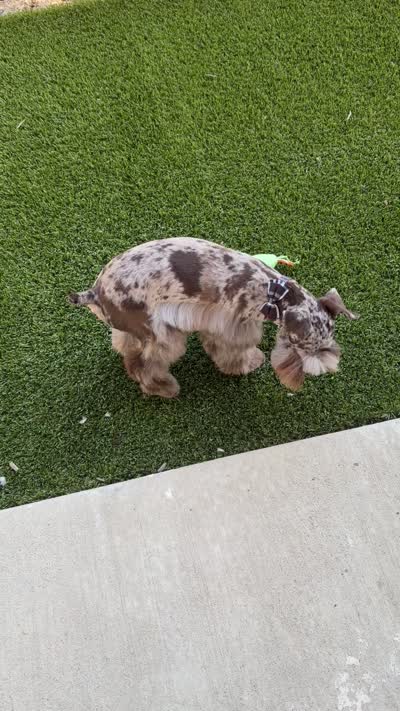 Winston , a male Miniature Schnauzer for sale in Garland, TX – 4 of 5