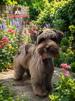 Winston , a male Miniature Schnauzer for sale in Garland, TX – 1 of 5