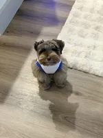 Winston , a male Miniature Schnauzer for sale in Garland, TX – 2 of 5