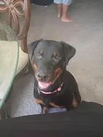 Layla, a female Rottweiler for sale in Clermont, FL – Photo 1 of 2