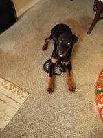 Layla, a female Rottweiler for sale in Clermont, FL – Photo 2 of 2