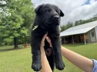 Green, a male German Shepherd Dog for sale in Dothan, AL – 4 of 6