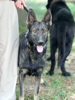 Dark Blue, a male German Shepherd Dog for sale in Dothan, AL – 5 of 5
