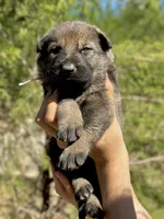 Light Pink, a female German Shepherd Dog for sale in Dothan, AL – 3 of 7