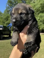 Dark Blue, a male German Shepherd Dog for sale in Dothan, AL – 2 of 5