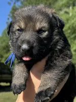 Dark Blue, a male German Shepherd Dog for sale in Dothan, AL – 3 of 5
