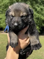 Dark Blue, a male German Shepherd Dog for sale in Dothan, AL – 4 of 5