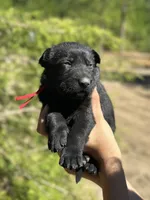 Red, a female German Shepherd Dog for sale in Dothan, AL – 3 of 7