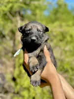 Teal, a female German Shepherd Dog for sale in Dothan, AL – 5 of 8