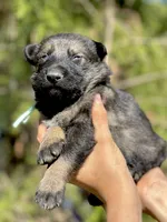 Teal, a female German Shepherd Dog for sale in Dothan, AL – 4 of 8