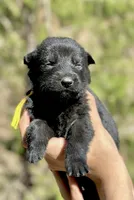 Yellow, a female German Shepherd Dog for sale in Dothan, AL – 3 of 7