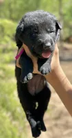 Dark Pink, a female German Shepherd Dog for sale in Dothan, AL – 4 of 7