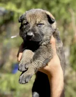 Light Pink, a female German Shepherd Dog for sale in Dothan, AL – 5 of 7