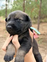 Teal, a female German Shepherd Dog for sale in Dothan, AL – 6 of 8