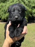 Pink , a female German Shepherd Dog for sale in Dothan, AL – 4 of 5