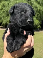 Pink , a female German Shepherd Dog for sale in Dothan, AL – 3 of 5