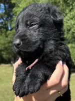 Pink , a female German Shepherd Dog for sale in Dothan, AL – 2 of 5