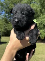 Green, a male German Shepherd Dog for sale in Dothan, AL – 2 of 6