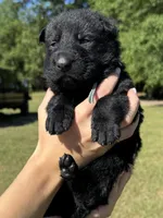 Light Blue, a male German Shepherd Dog for sale in Dothan, AL – 4 of 5