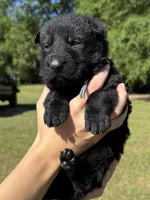 Light Blue, a male German Shepherd Dog for sale in Dothan, AL – 3 of 5