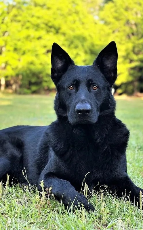 Light Blue – German Shepherd Dog puppy for sale in Dothan, AL