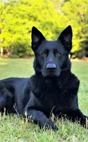Light Blue, a male German Shepherd Dog for sale in Dothan, AL – 1 of 5