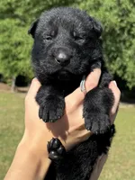 Light Blue, a male German Shepherd Dog for sale in Dothan, AL – 2 of 5