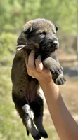 Light Pink, a female German Shepherd Dog for sale in Dothan, AL – 4 of 7