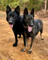 Dark Pink, a female German Shepherd Dog for sale in Dothan, AL – 6 of 7