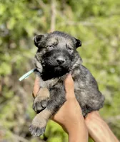 Teal, a female German Shepherd Dog for sale in Dothan, AL – 3 of 8