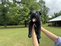 Green, a male German Shepherd Dog for sale in Dothan, AL – 6 of 6