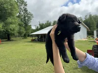 Green, a male German Shepherd Dog for sale in Dothan, AL – 5 of 6