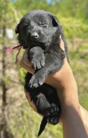 Dark Pink, a female German Shepherd Dog for sale in Dothan, AL – 5 of 7