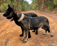 Red, a female German Shepherd Dog for sale in Dothan, AL – 7 of 7
