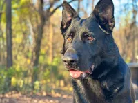 Dark Pink, a female German Shepherd Dog for sale in Dothan, AL – 2 of 7