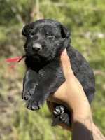 Red, a female German Shepherd Dog for sale in Dothan, AL – 4 of 7