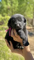 Dark Pink, a female German Shepherd Dog for sale in Dothan, AL – 3 of 7