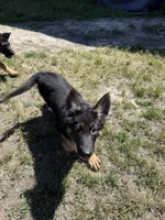 Luna, a female German Shepherd Dog for sale in Mathews, VA – 3 of 3