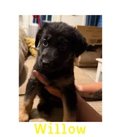 Willow, a female German Shepherd Dog for sale in Mathews, VA – 2 of 2