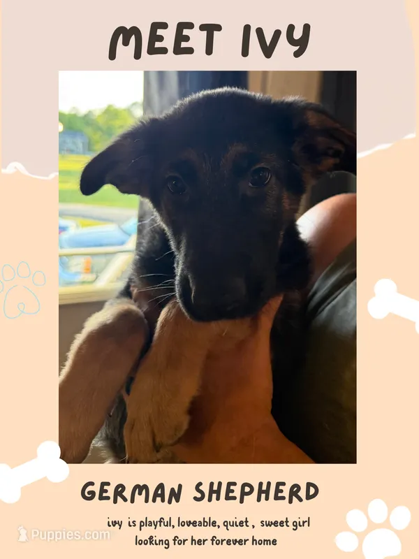 Ivy – German Shepherd Dog puppy for sale in Mathews, VA