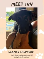 Ivy, a female German Shepherd Dog for sale in Mathews, VA – 1 of 3